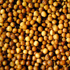 BACCHE DI ACERO